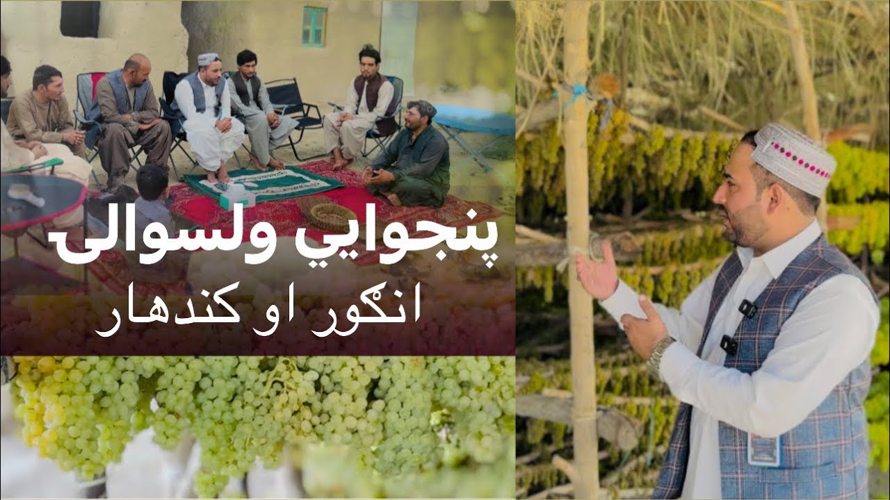 Ep177 | Menafal Show | Kandahar | Panjwai district انګور د کندهار مزه کړئ | پنجوايي ولسوالۍ | وطن من