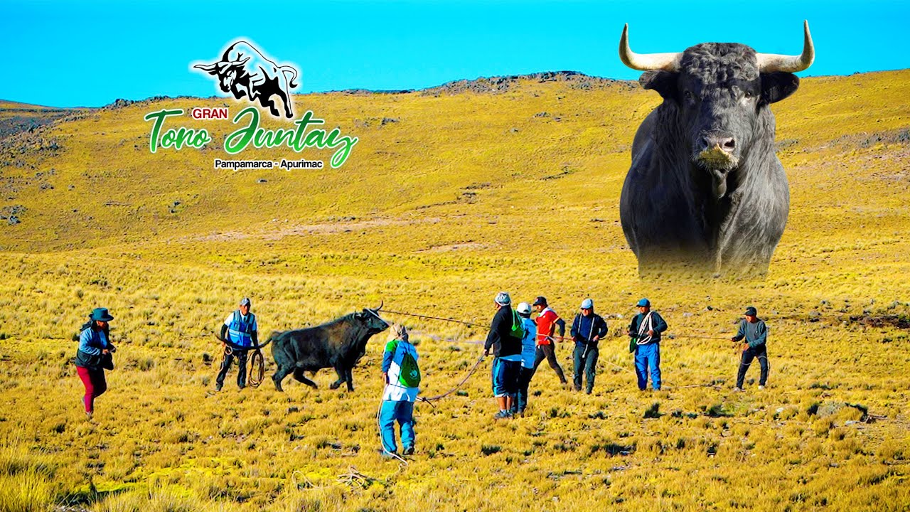 TORO JUNTAY Pampamarca / Fam. Ccormoray / Resumen 2022