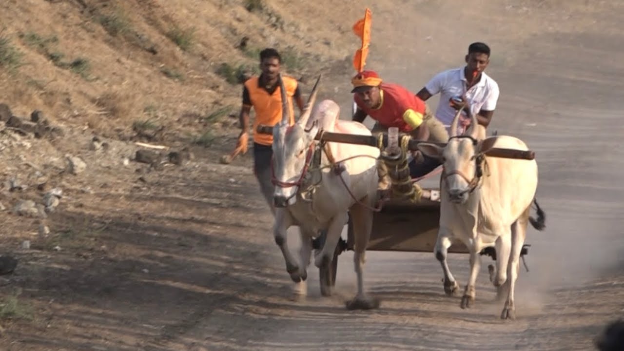 Powerful Racing bulls running ! Dodwad Bullock cart race