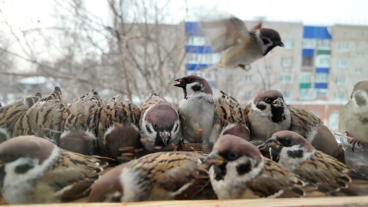 Обед с воробьями в кормушке на окне     #slowmo, #slowmotion