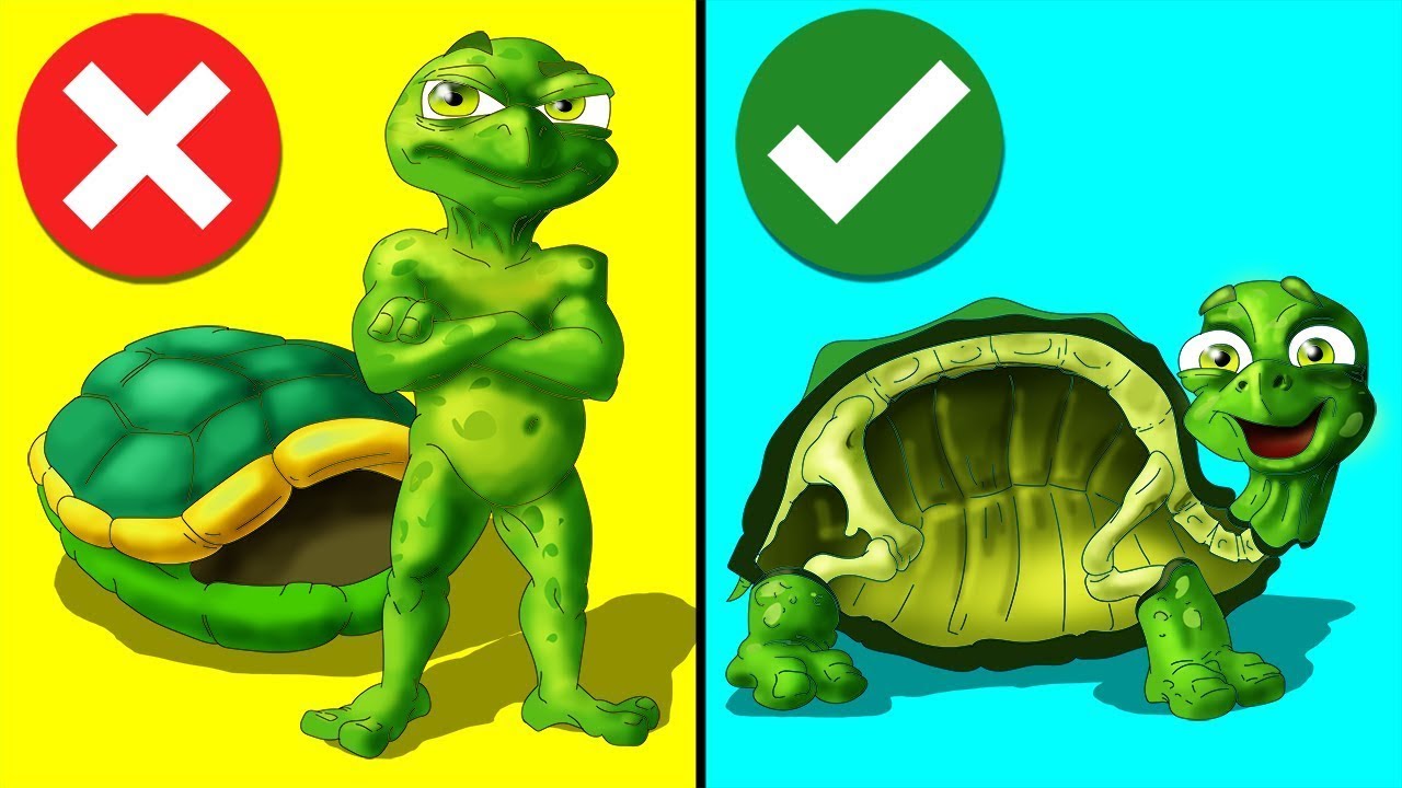 Schildkröten Leben Nicht In Ihren Panzern [KRASS! Fact Show #12]