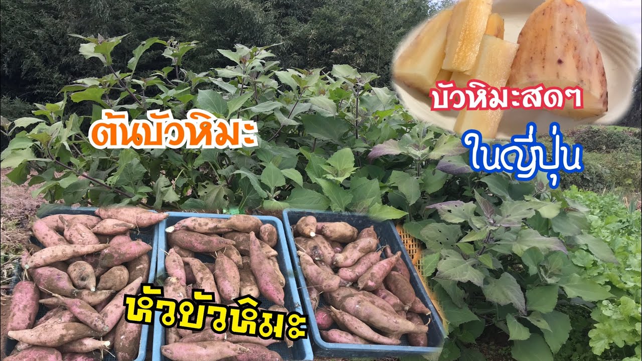 วิธีการปลูกบัวหิมะ หมื่นปี ในต่างแดน(ญี่ปุ่น) ชนิดละเอียดตั้งเพาะ ปลูก เก็บ ทำเมนู