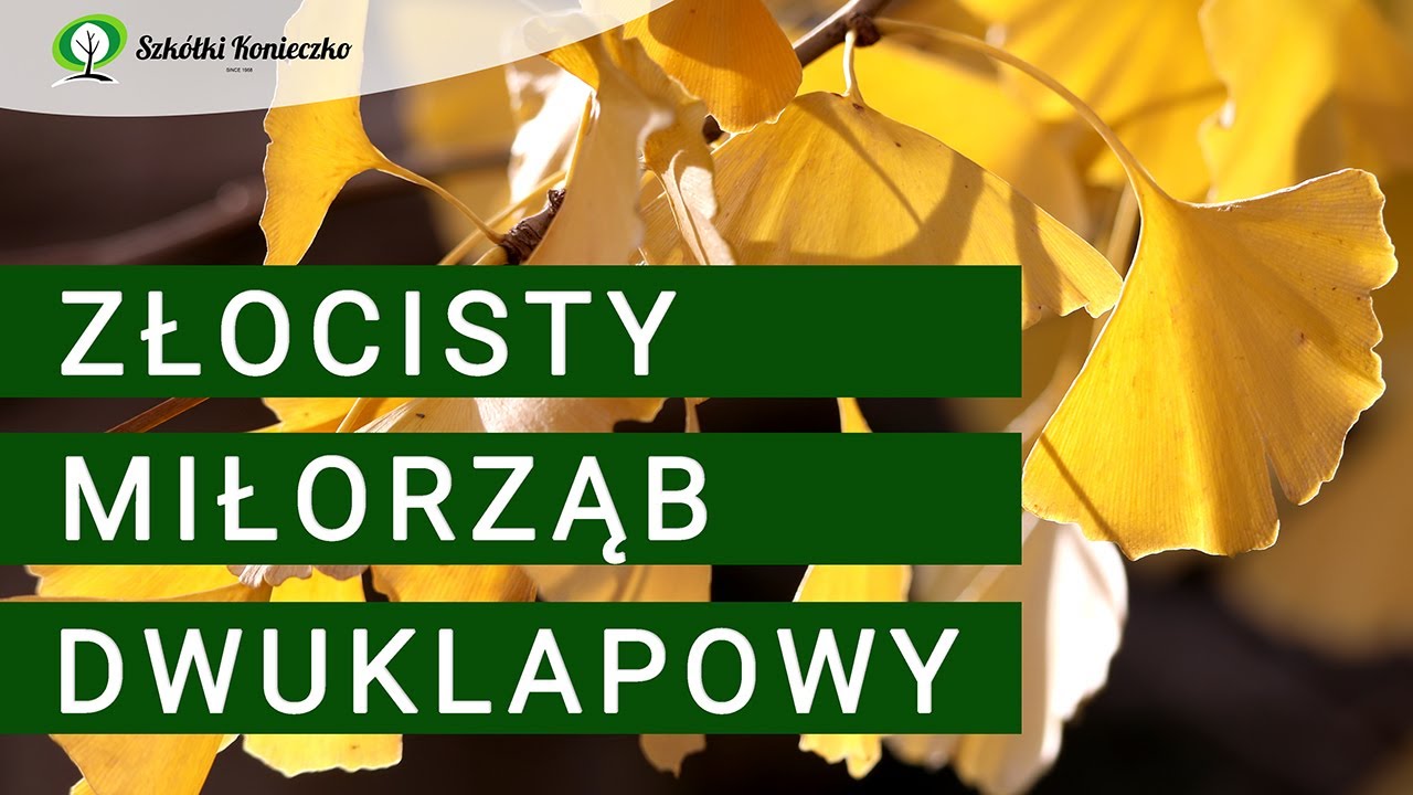 Złoty Miłorząb Dwuklapowy | Jesień w Ogrodzie | Ginkgo biloba