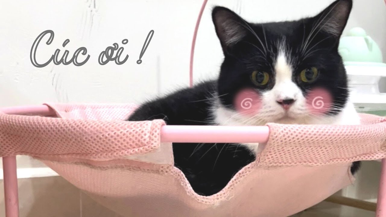 Meowisthebest - Cúc ơiiiii !!!