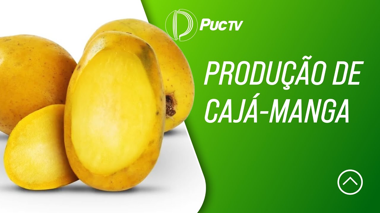 PRODUÇÃO DE CAJÁ-MANGA