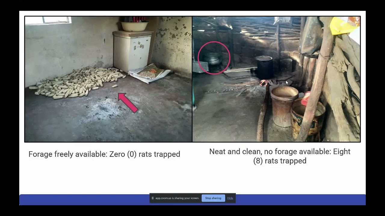 Investigating rodents and environmental samples as sources of Leptospira infections in South Africa