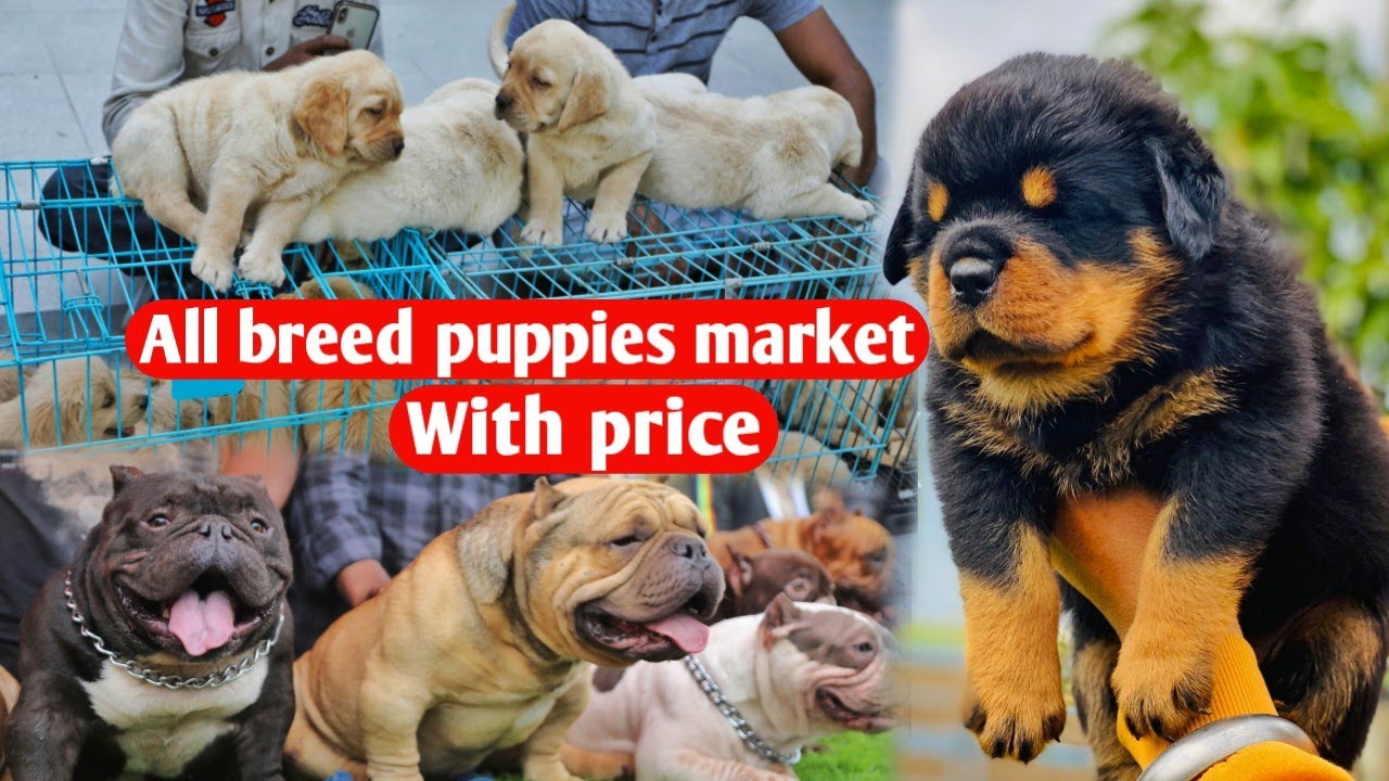 Puppies market in dog show with price and contact details //