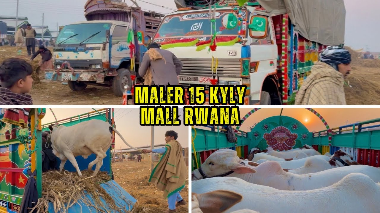 Janwer Dhk kr dil khush ho jye😍||Maler 15 Kyly Janwer rwana||King Of Multan Mandi 