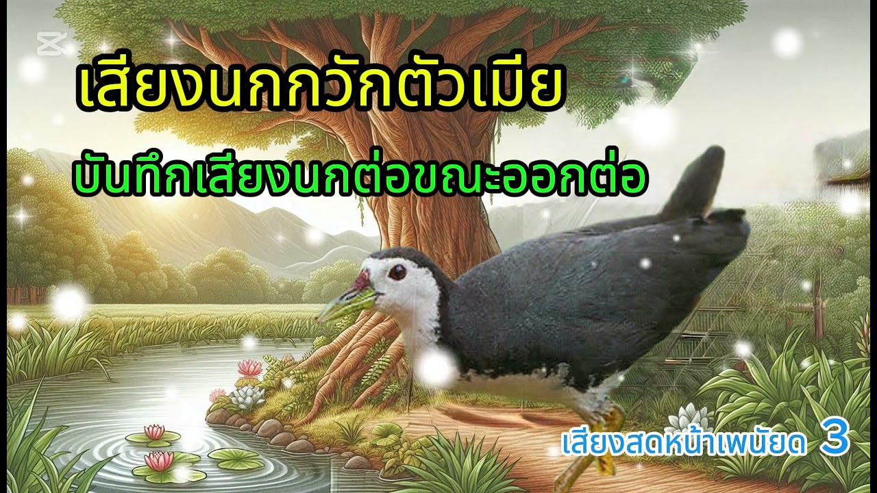 เสียงนกกวักตัวเมีย เสียงสดหน้าเพนียด3  |   ผา ทรนง