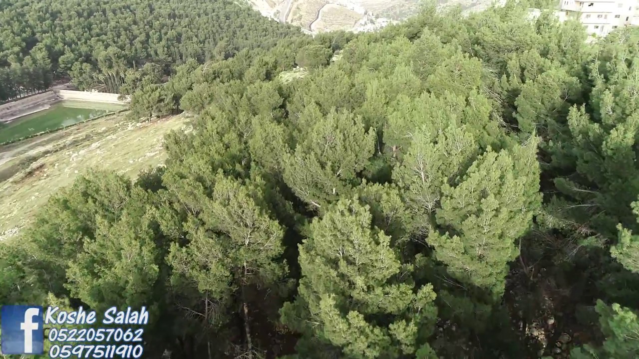 برك سليمان - بيت لحم - فلسطين