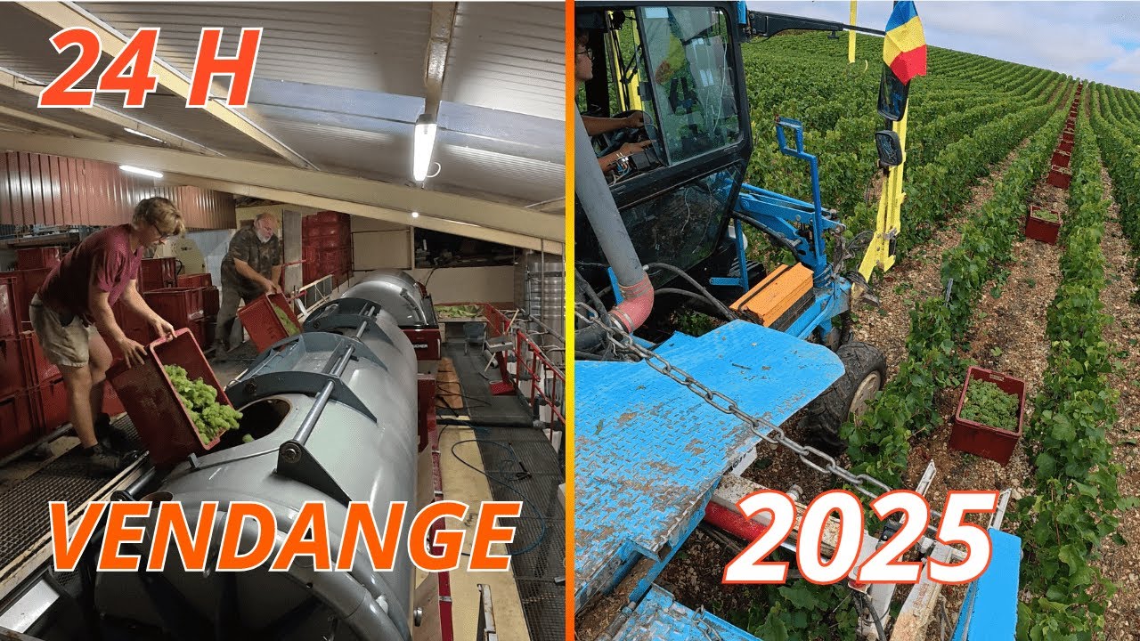 24H aux VENDANGES en CHAMPAGNE partie1