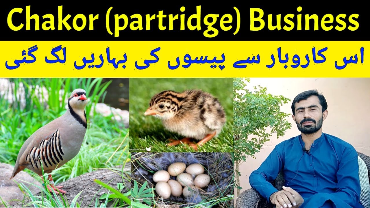 Chakor Business | Low investment high profit business | Chakor chicks | Chakor eggs | Chakor farming
