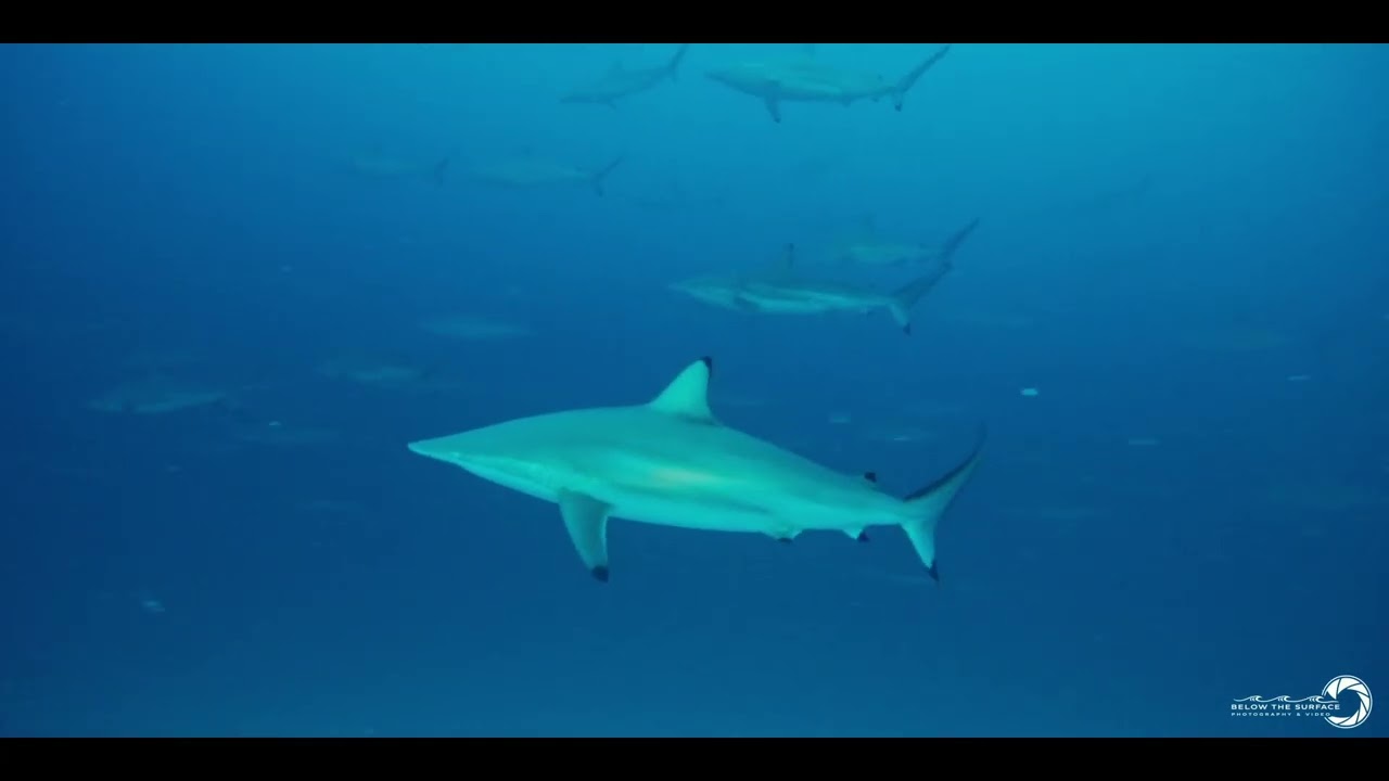 Black Tip 1 #nauticam #underwater #GH5 #filmmaking #weefine