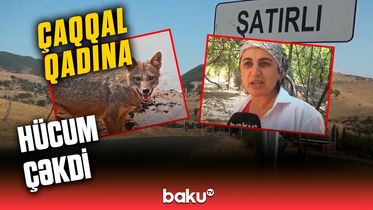 Cəlilabadda kənd sakini vəhşi heyvanla əlbəyaxa oldu?