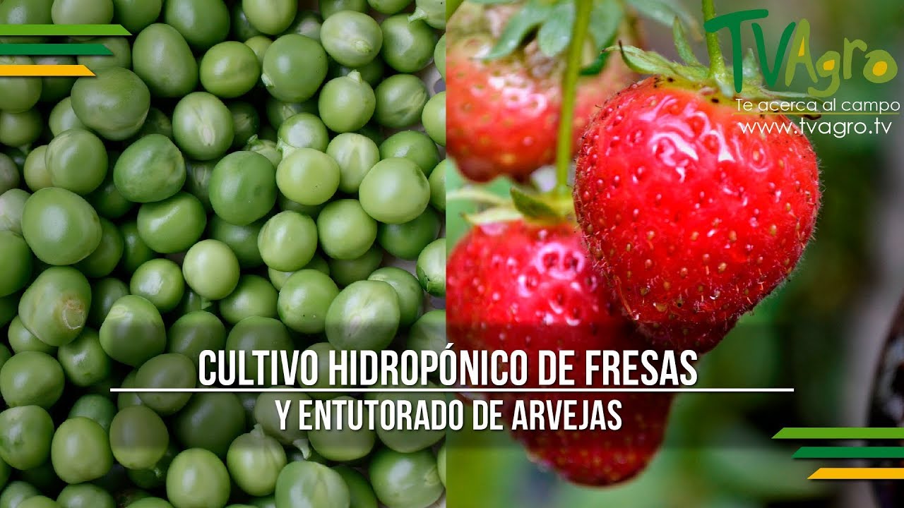 Cultivo Hidropónico de Fresas y Entutorado de Arvejas - TvAgro por Juan Gonzalo Angel
