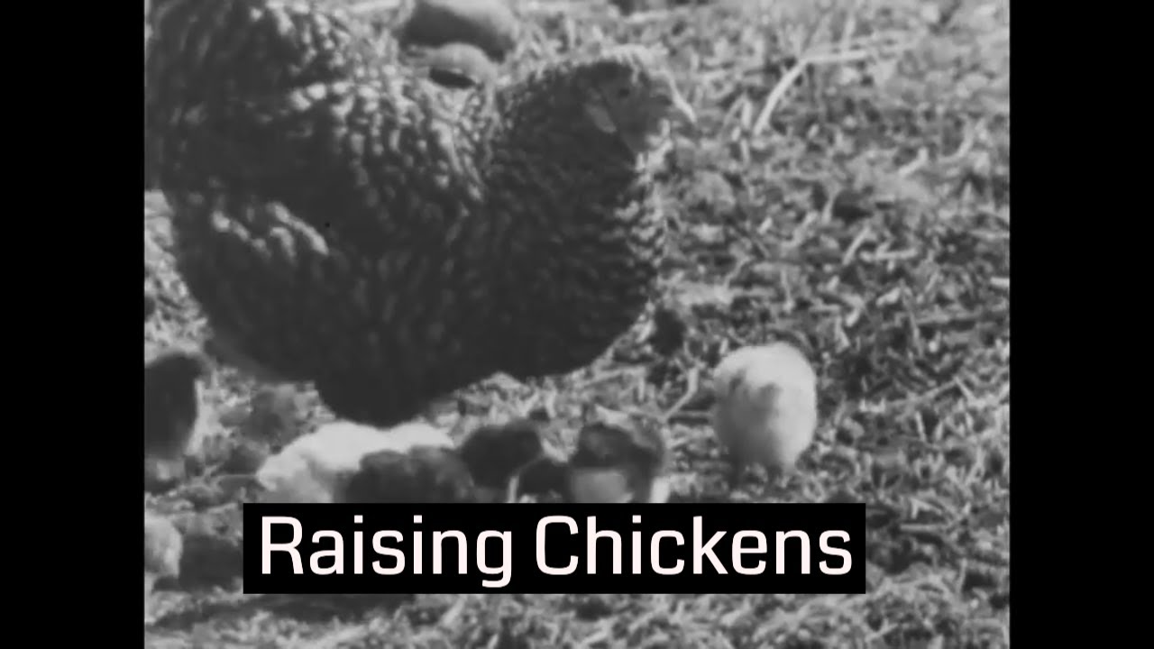 1930s GERMAN EDUCATIONAL FILM   POULTRY FARMING   CHICKENS, ROOSTERS, EGGS    XD53755