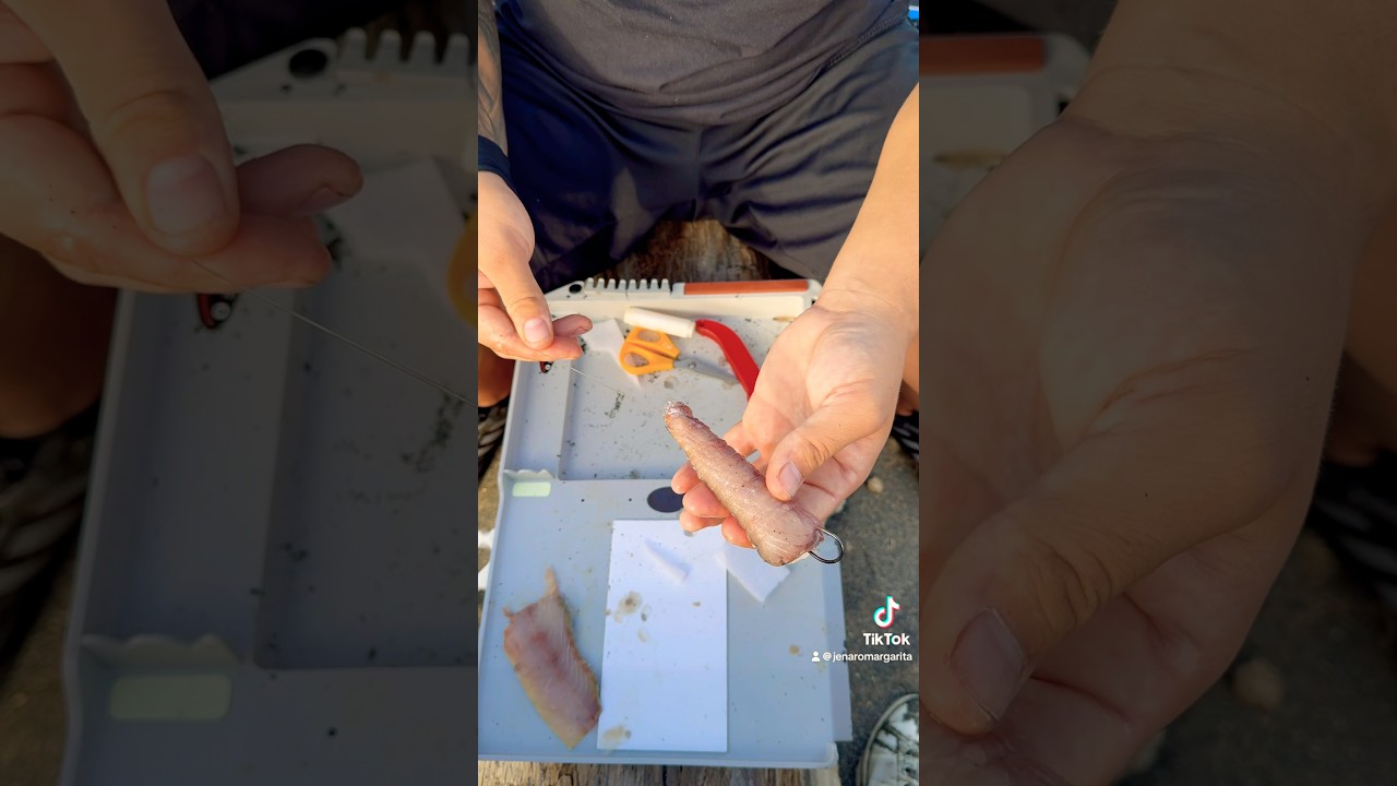 Tutorial Surfcasting trancio di cefalo per pesce serra. Parte 2 #surfcasting #pesceserra #bluefish