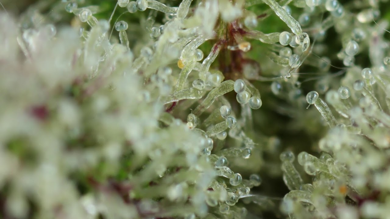 Cultivar: Cherry Cheesecake