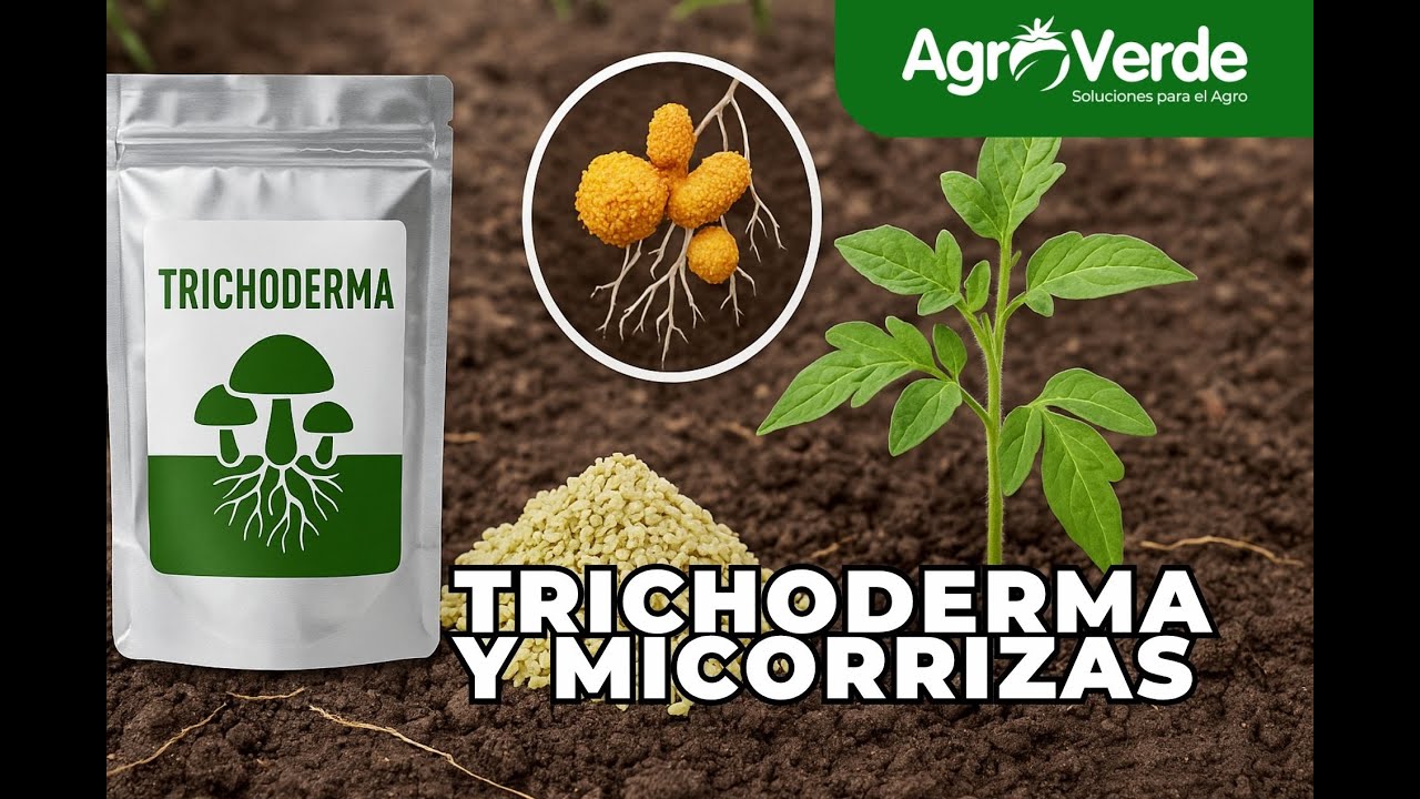 🎯 TRICHODERMA y MICORRIZAS: TODO lo que DEBES SABER para tu CULTIVO 🌱🔬