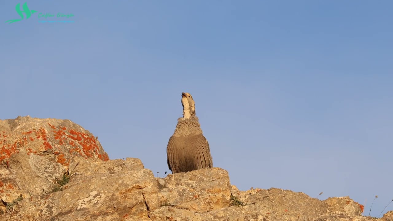 Aladağlar'da Urkeklik - Caspian Snowcock at Aladaglar