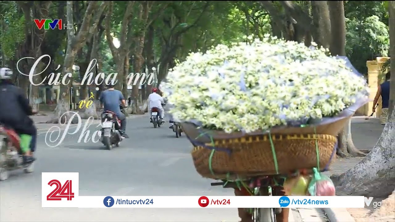 C&uacute;c hoa mi về phố | VTV24
