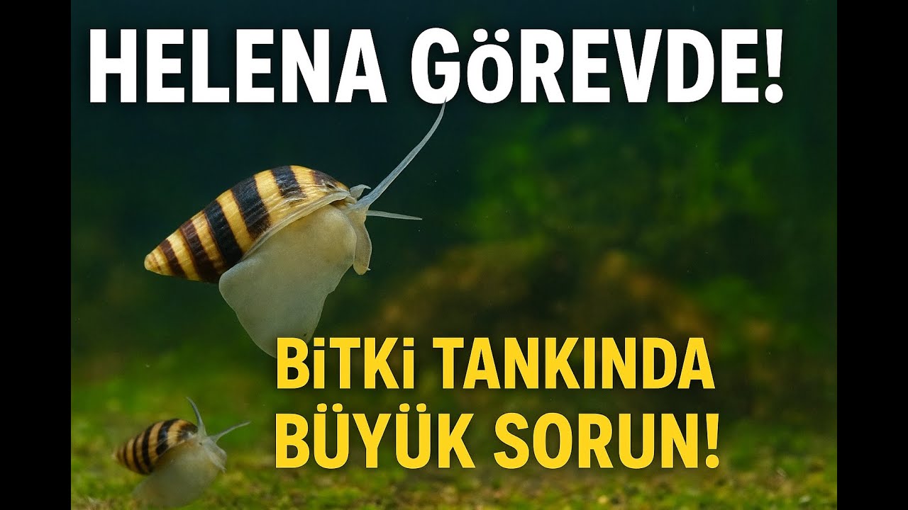 Helena Salyangoz Geldi! Akvaryumu Temizleyen Gizli Güç!