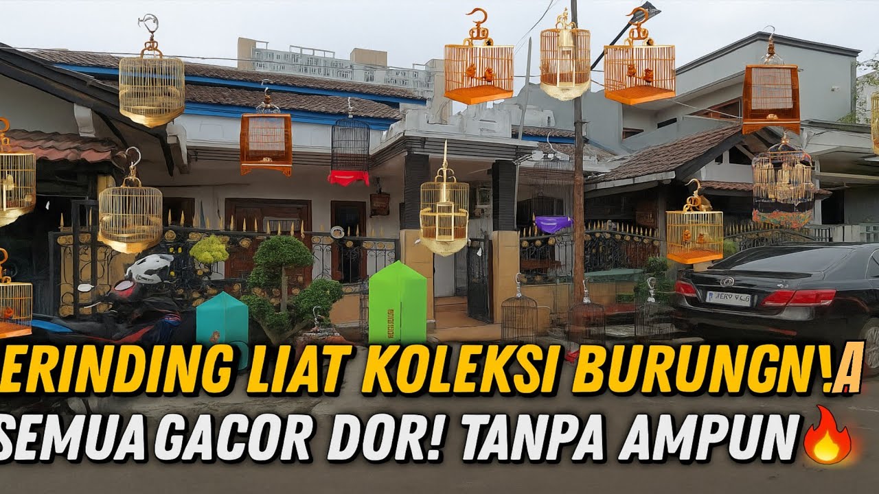 AUTO MERINDING LIAT KOLEKSI BURUNG DI RUMAH INI‼️ SEMUANYA GACOR DOR TANPA AMPUN🔥