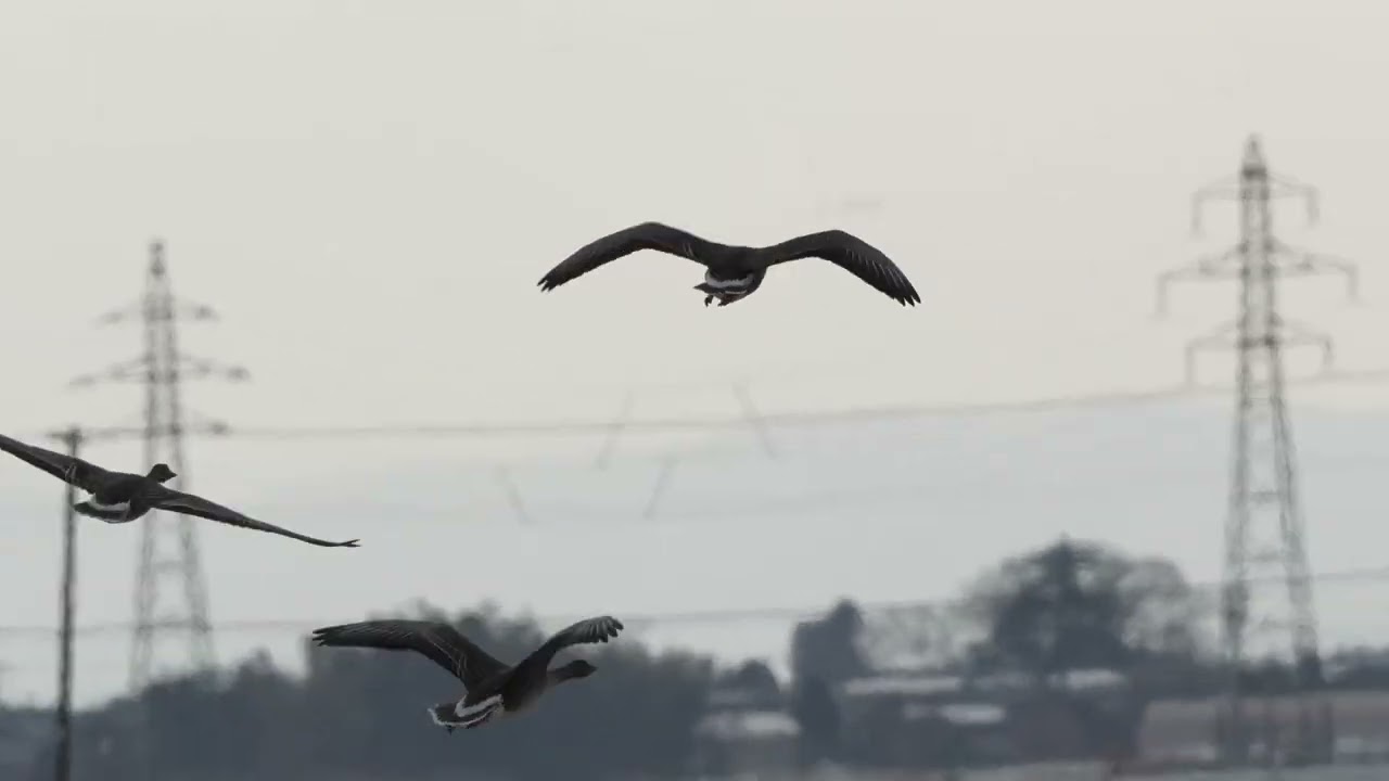 Hyoko Weekly 2026 02 12 No1