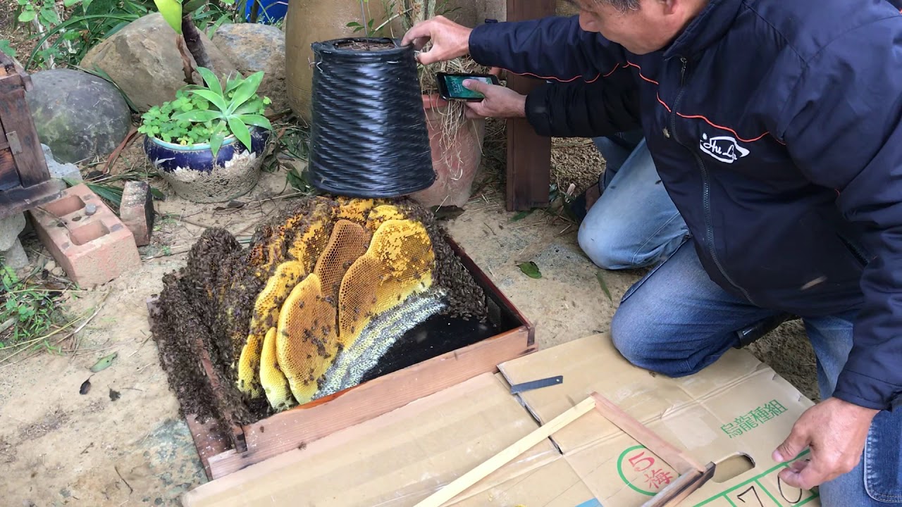 城市養蜂 野蜂過箱（上集）
