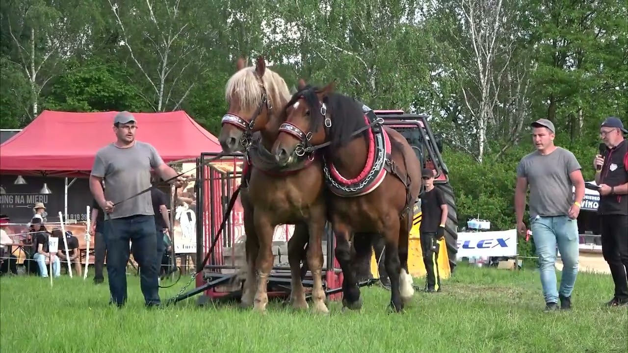 Boneta a Gustav, štvrté miesto v ťažkom ťahu vo váh. kategórii do 1600 kg! (Kľačianska podkova 2024)