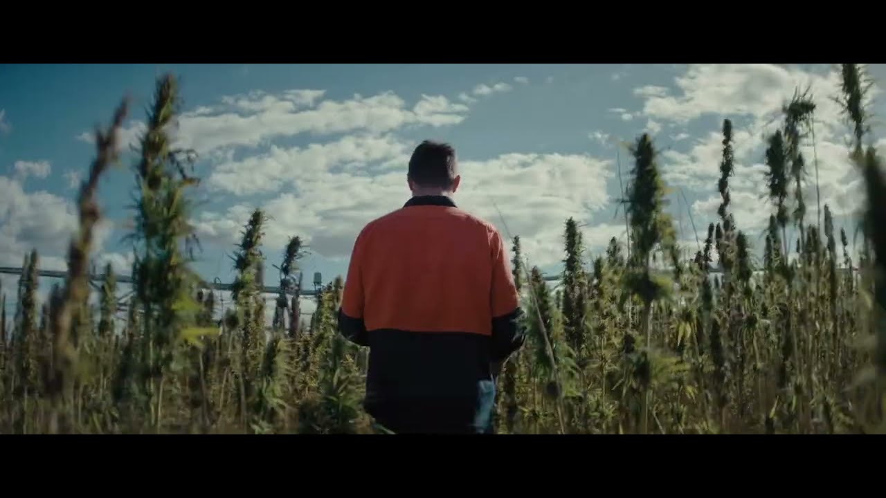 Growing Hemp in Tasmania