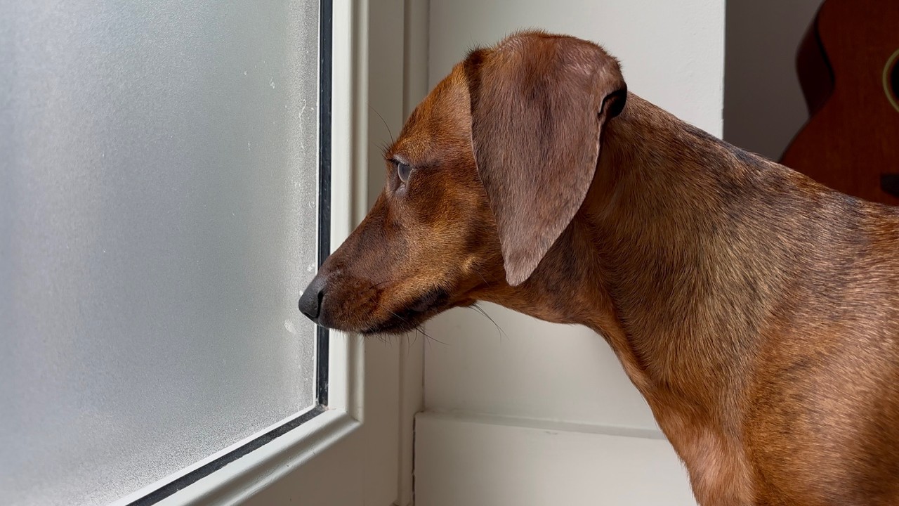 Mini dachshund thinks he has X-ray vision! 👁️👁️