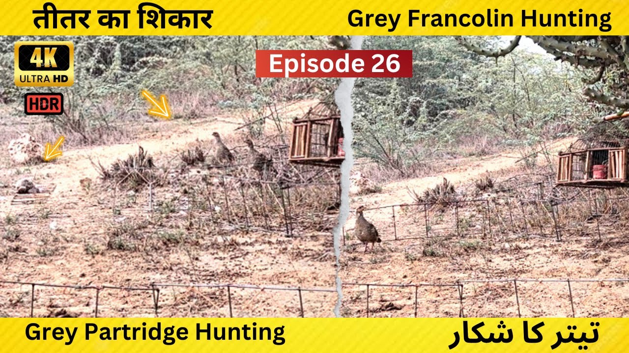 Wild Teetar Ka Shikar ❣️| Hunting 🔥| Wildlife 💞| Francolin Hunting 💗| Episode 26