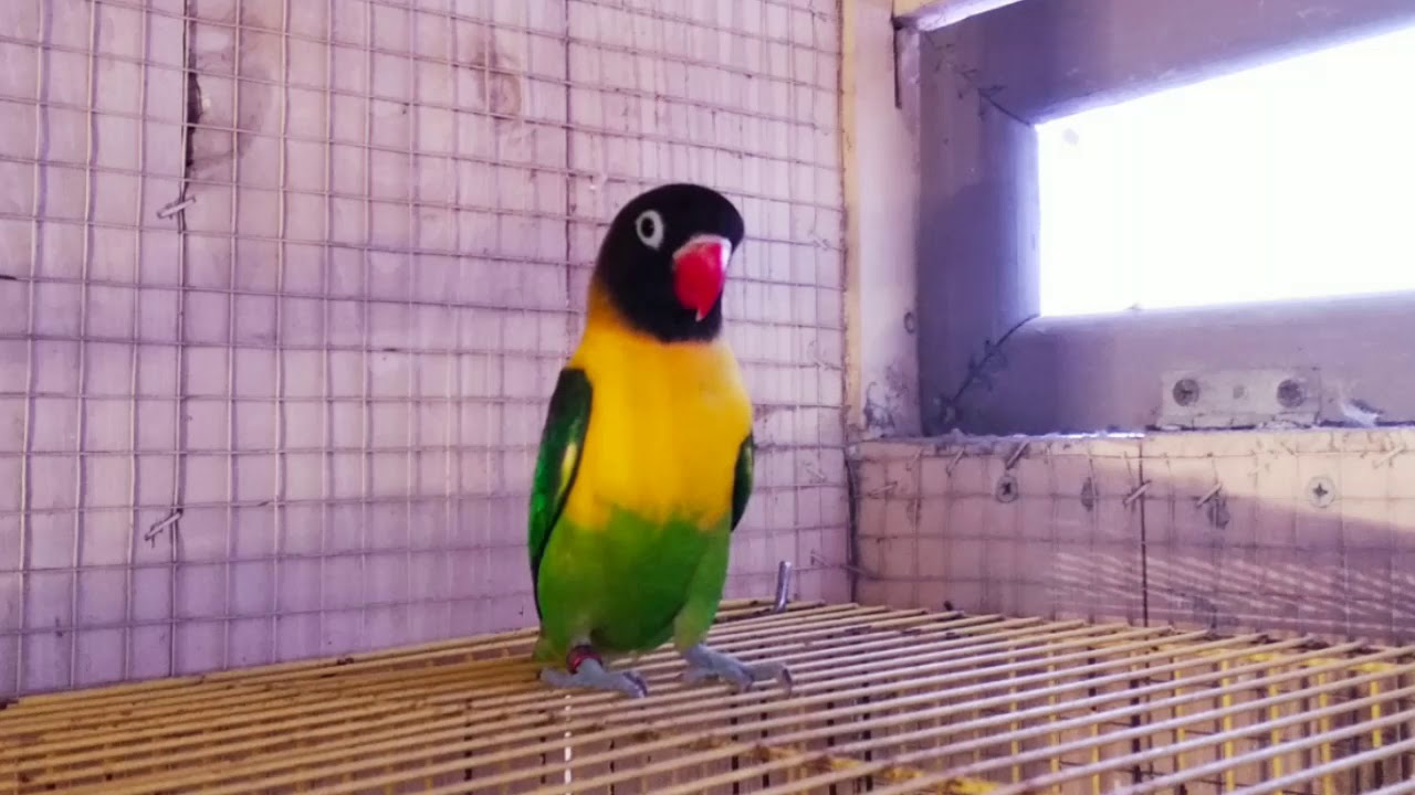 طيوري من الفيشر والبيرسوناتا ولله الحمد . دعواتكم لي بالتوفيق