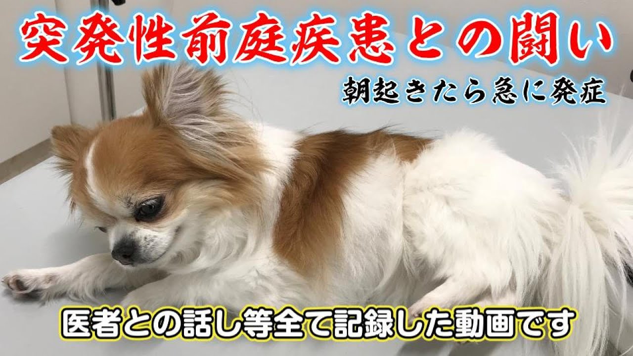 【悲報】急に首が傾き真っ直ぐ歩けなくなった犬【シニア犬チワワ】【前庭疾患】