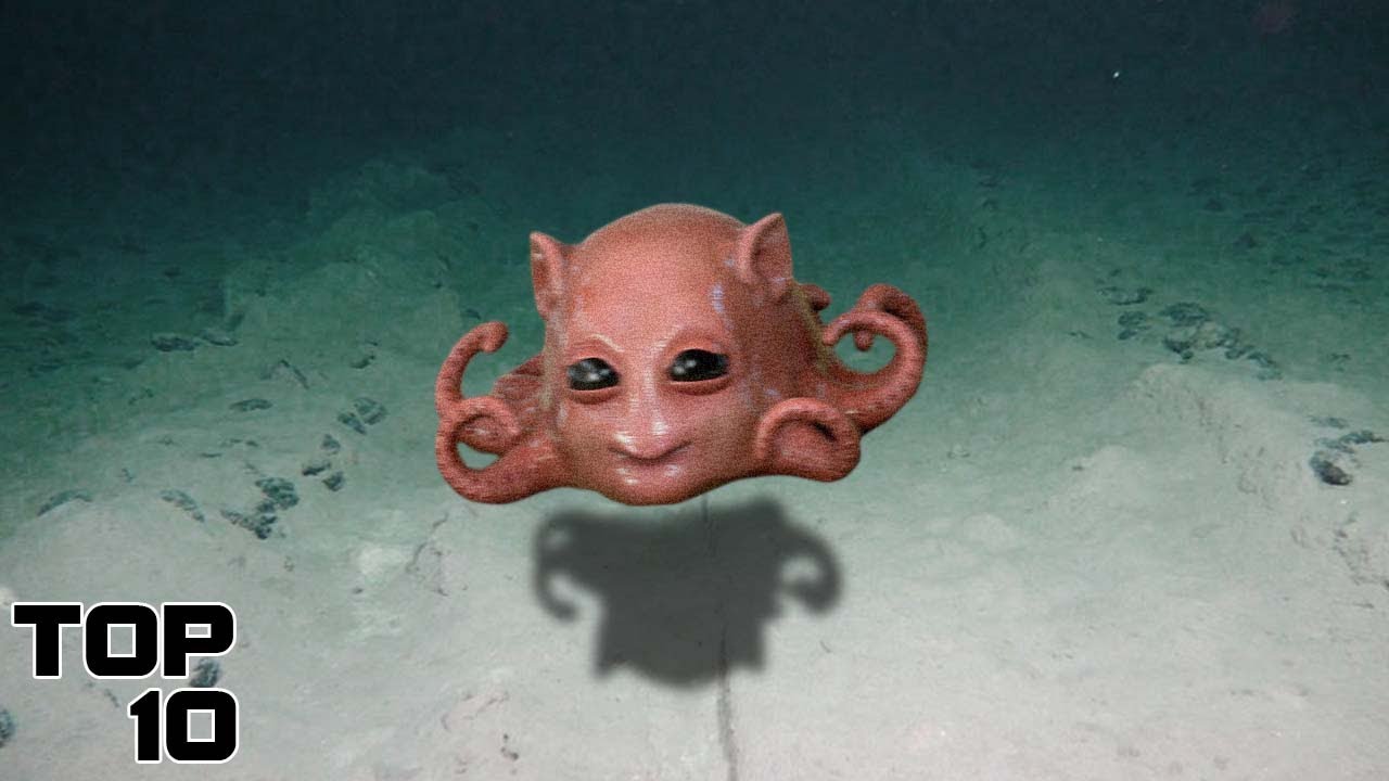 Top 10 Disturbing Creatures Seen At The Bottom Of The Mariana Trench