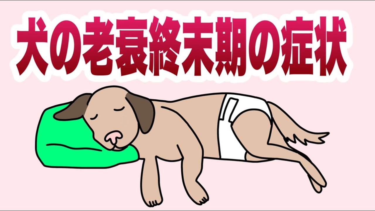 犬の老衰終末期の症状について獣医師が解説