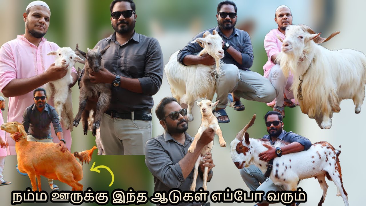 அசுரன் ஆடு, Pygmy Goat,dumba,Kashmiri Goat's | Deer or Goat | Pride of Hyderabad