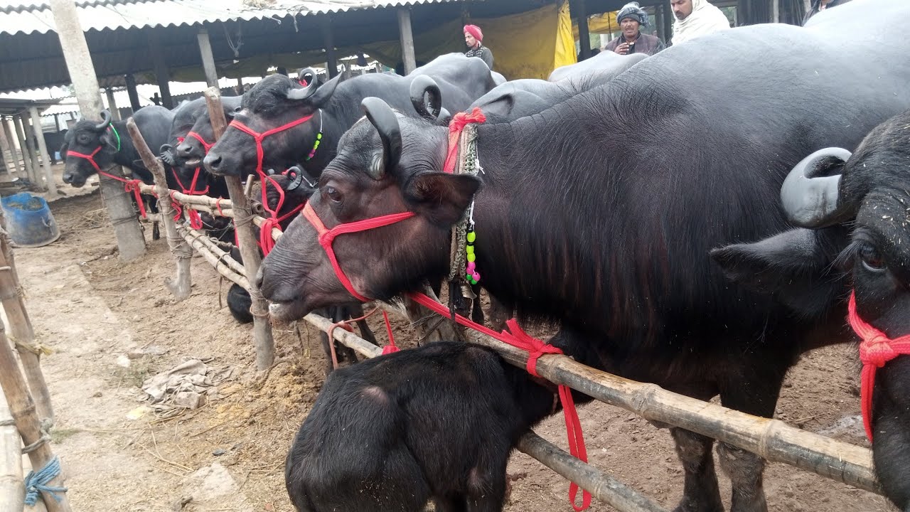 4.1.2026 वर्ष की प्रथम वीडियो कुशवाहा पशु मंडी दिलदारनगर .गाज़ीपुर (उत्तर प्रदेश) 