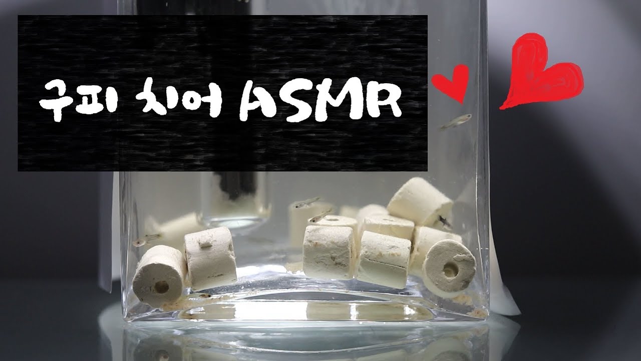 [ Twothree ASMR ] Guppy Aquarium1 🐠 Guppy Breeding Aquarium 💦 Manage a fishbowl