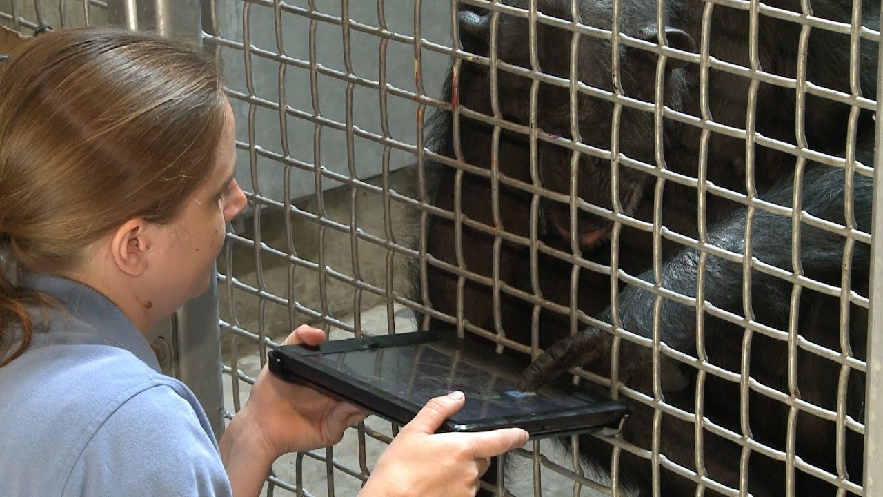Chimpanzees use iPads!