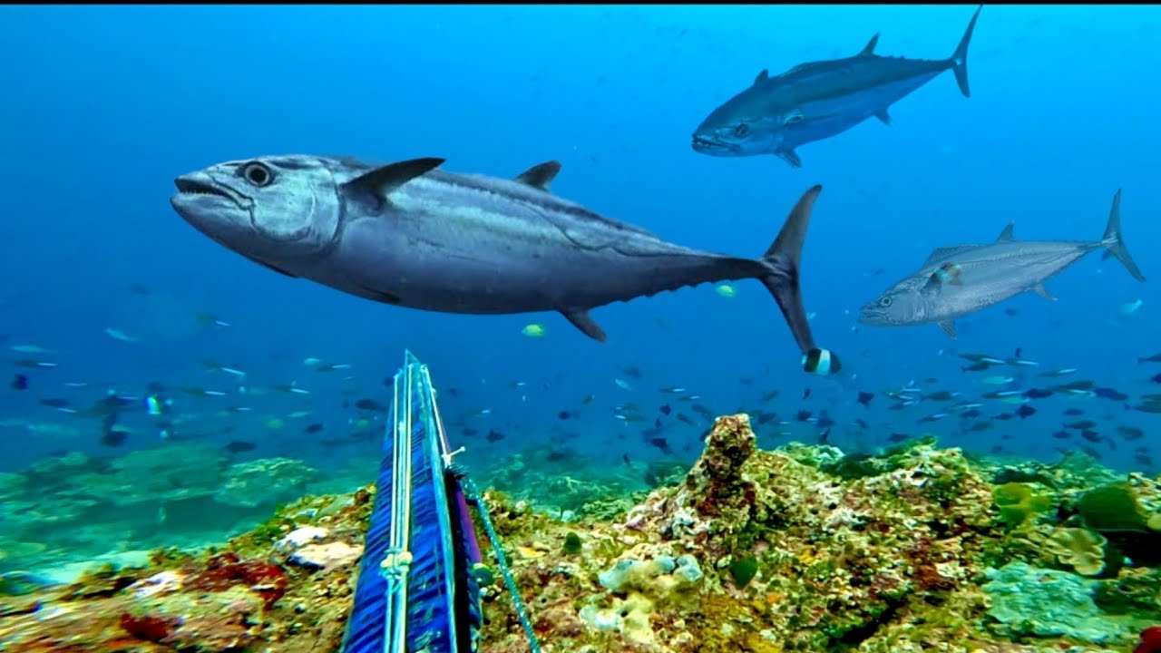 BERBURU IKAN TUNA BESAR DI PULAU NARU