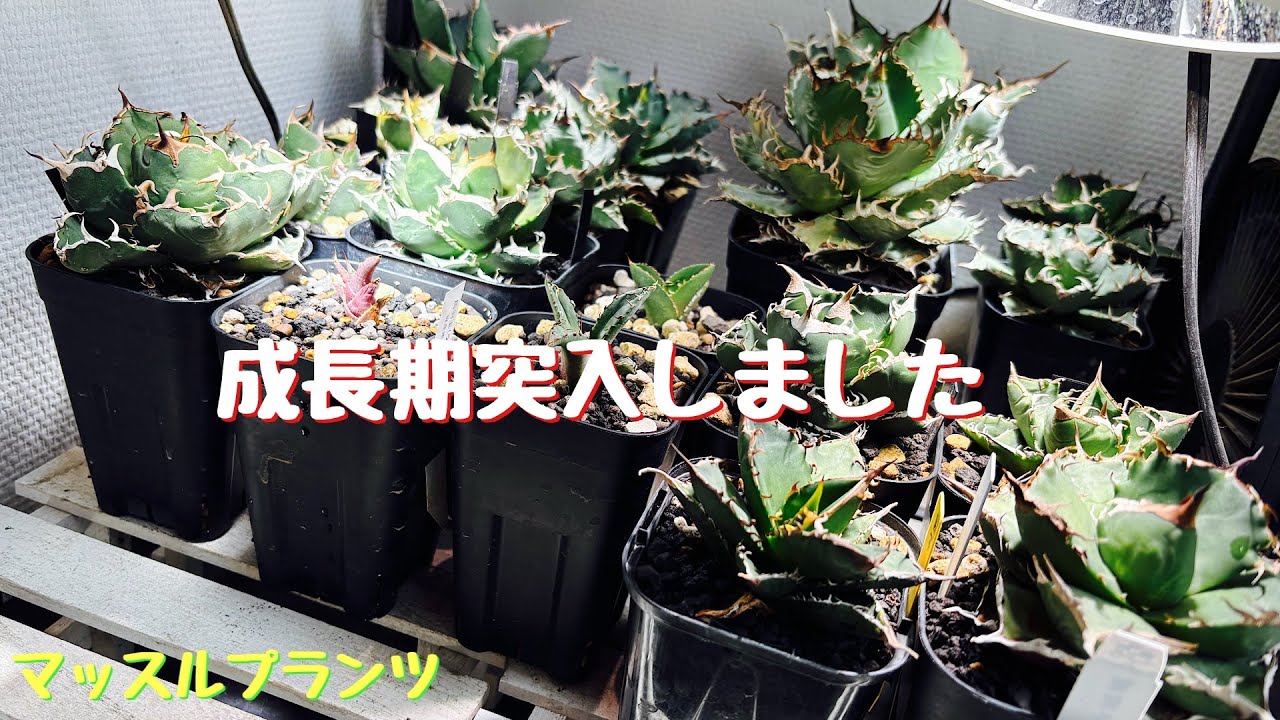 #147 アガベチタノタの成長記録を撮りました