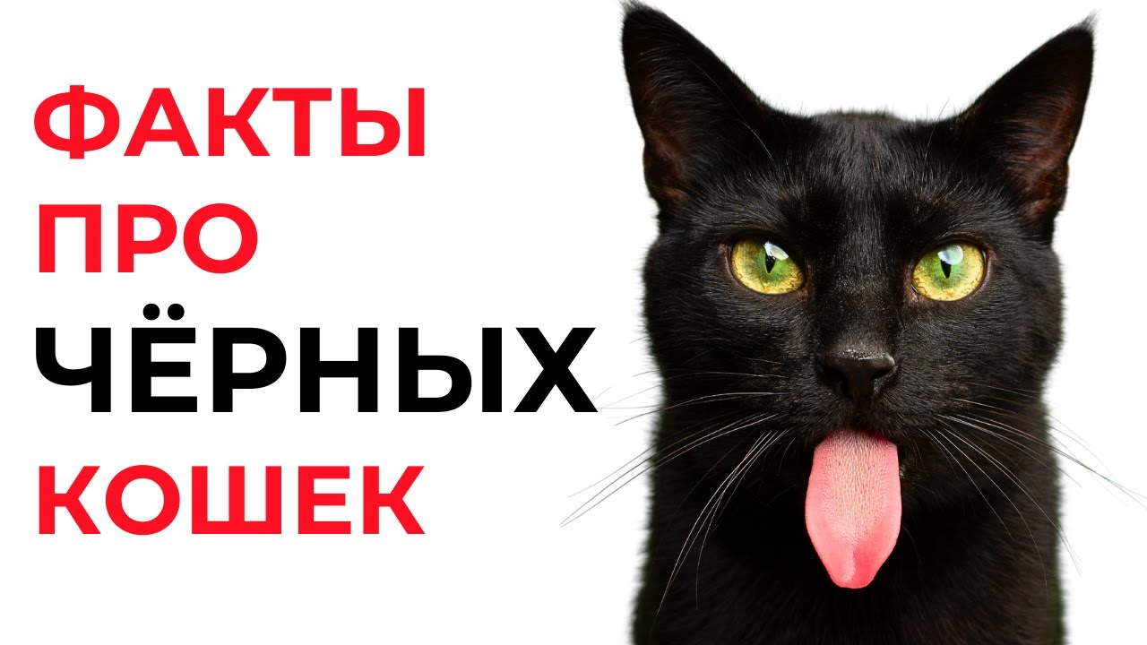 Удивительные ФАКТЫ ПРО ЧЁРНЫХ КОШЕК