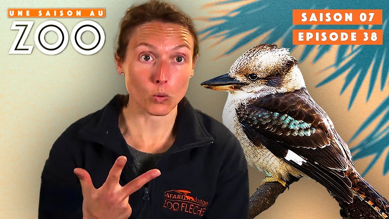 3 Oiseaux se sont Échappés durant un Spectacle ! | S07EP38 | Émission intégrale | Une saison au zoo