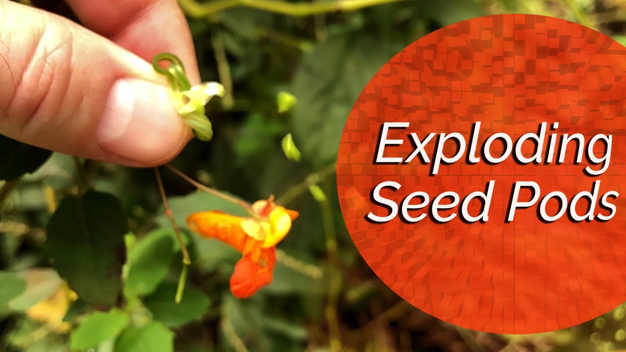 Exploding Seed Pods