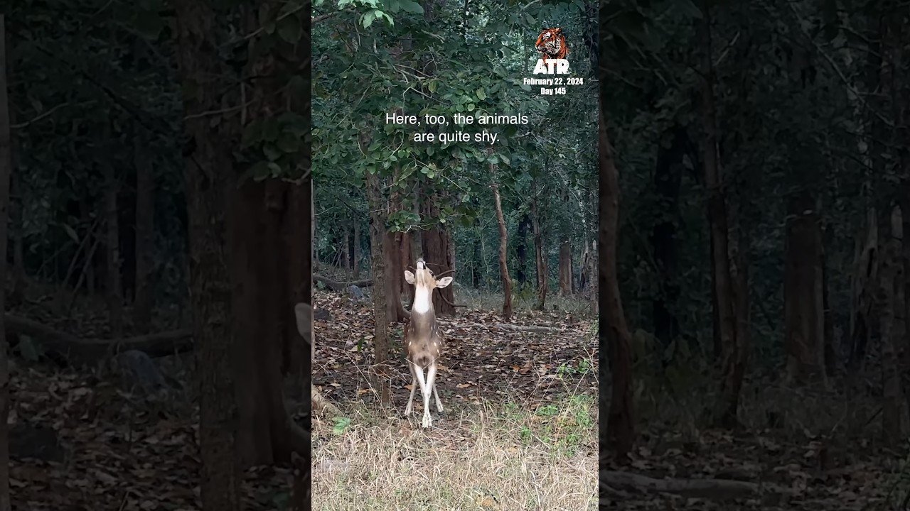 Exploring Palamau, the gem of Jharkhand #atrwithaarzoo #youtubeshorts #minivlog