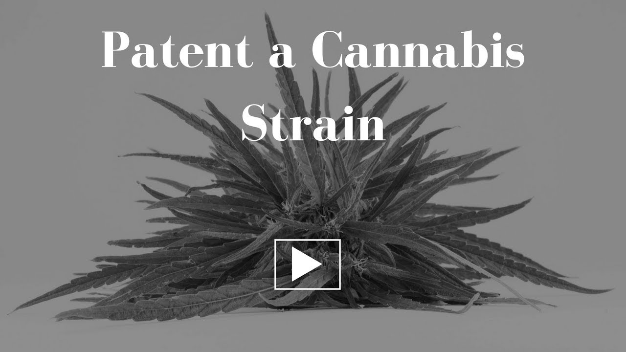 How to Patent a Marijuana Strain