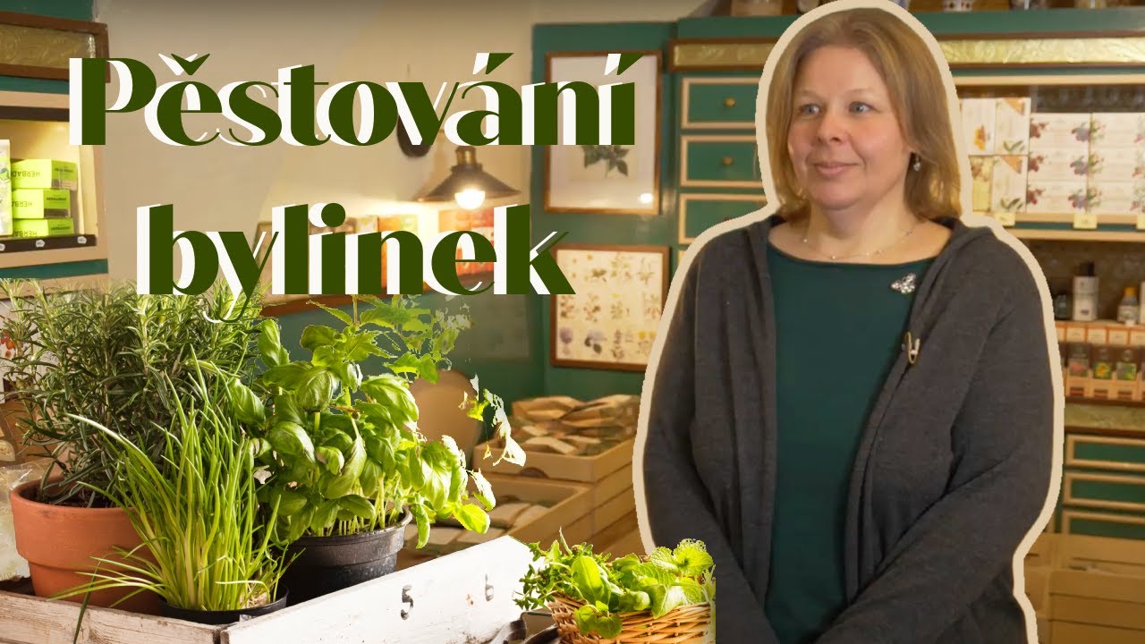 Pěstov&aacute;n&iacute; bylinek doma i na zahr&aacute;dce: Jak na to a kter&eacute; chyby děl&aacute;me nejčastěji?