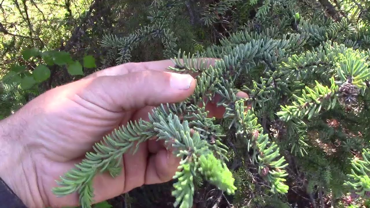 Lets Make Woodland Spruce Tip Tea